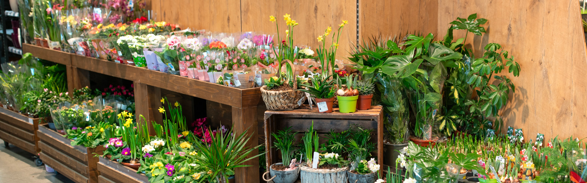 Blumen- und Pflanzenabteilung mit bunten Topfblumen und Grünpflanzen in Holzregalen im Supermarkt.